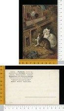 V0329] ANIMALI - COPPIA DI GATTI NEL POLLAIO CON GALLO E GALLINA