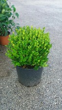 Pianta buxus bosso - pianta, faulkner