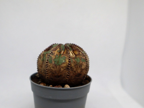 Euphorbia obesa rare form - obesa,