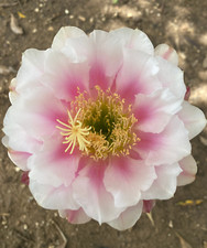 T.CEREUS HYBRID (7) - CACTUS -