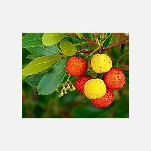 Pianta corbezzolo arbutus - pianta, di