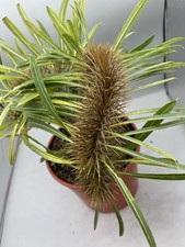 Pachypodium Lamerei Crestato