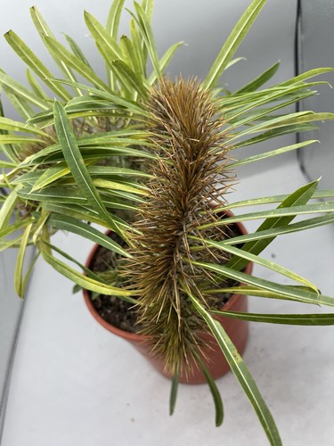 Pachypodium lamerei crestato - pachypodium,