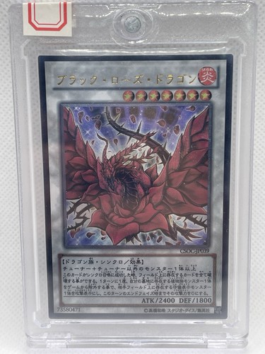 Drago rosa nera - nera, csoc-jp