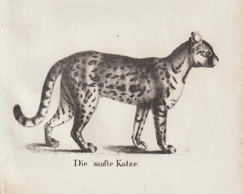 Ozelot - (leopardus, pardalis)