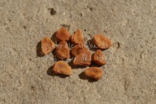 TROMBA DEL DIAVOLO GIALLA -