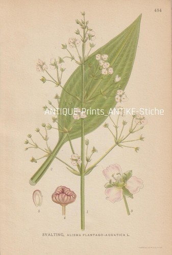 Cucchiaio rana alisma - cucchiaio, (alisma