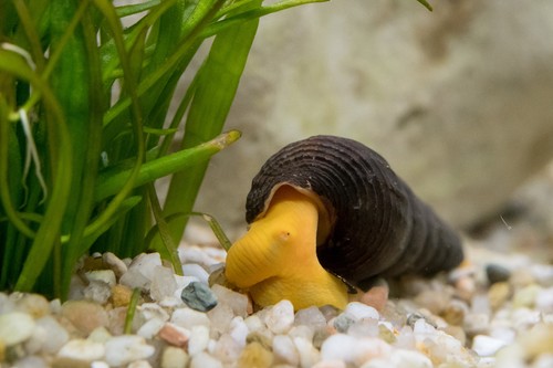 Sulawesi rabbit snails - rabbit, 2