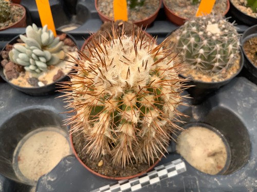 417 copiapoa calderana wysiwyg - 417,