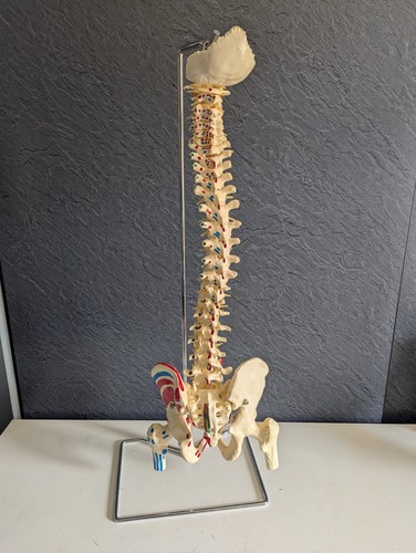 Modello scheletro anatomia