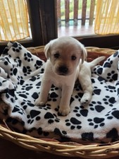 cuccioli di cane Labrador