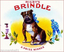Rigby's Brindle Pit Bull