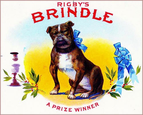 Rigby brindle pit bull - brindle,