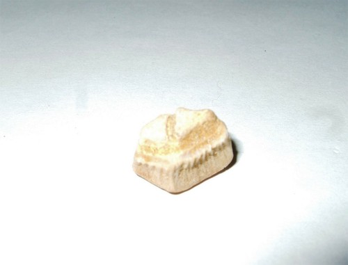 Fossili dente rhombodus - -,