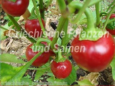 🔥 CALABRIA peperoncino