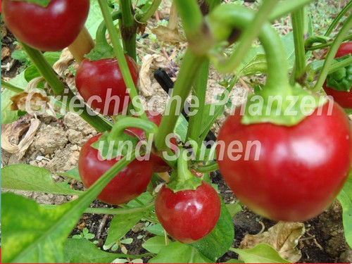 Calabria peperoncino - calabria,