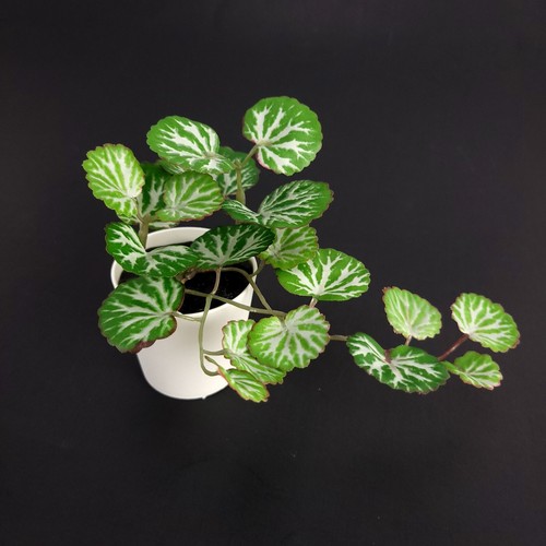 Ikea fejka pianta artificiale - ikea,