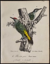 1830 - Coppia Di Picco Grigio
