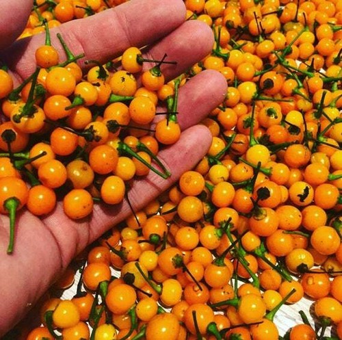 Semi pepe habanero - pepe,