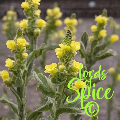 150 semi mullein - semi, (verbascum