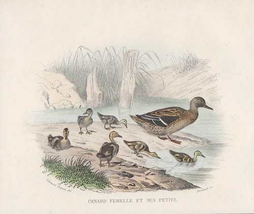Germano reale anas - reale,