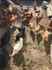 30 Uova Feconde Ovaiole Miste