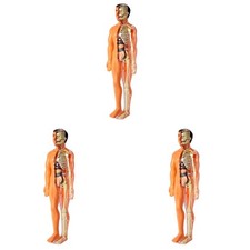 3X Modello 3D di Anatomia del