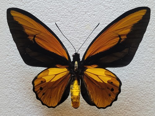 Ornithoptera croesus lydius - ,