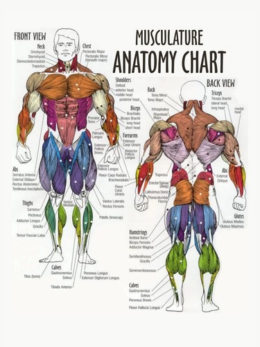 Tabella anatomica muscolare