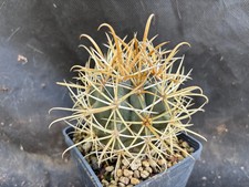 Ferocactus chrysacanthus - ferocactus,