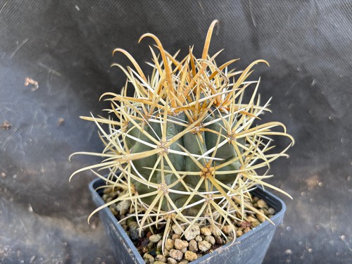 Ferocactus chrysacanthus - ferocactus,