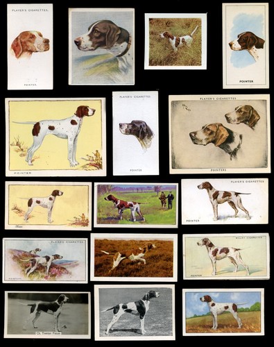 Pointer english gun - pointer, dog