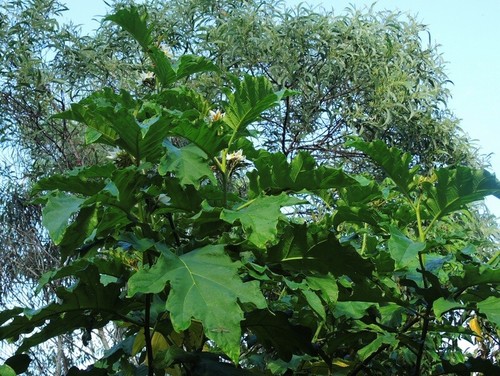 Solanum chrysotrichum - solanum,