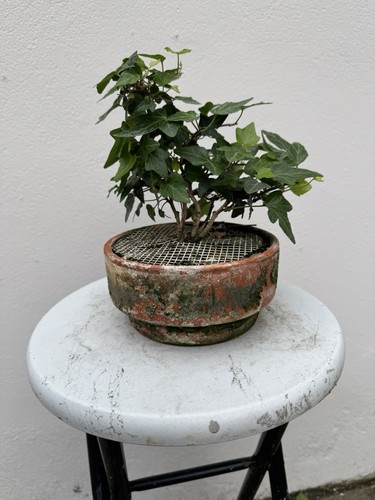 Bonsai prebonsai edera - bonsai/prebonsai,
