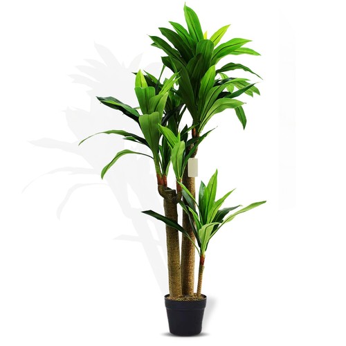 Pianta yucca tropicale - pianta,