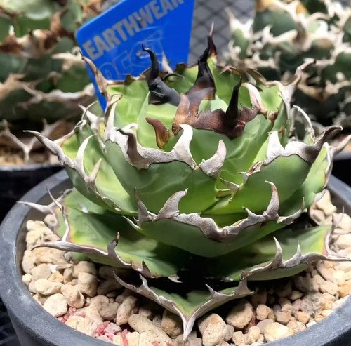 Vendita rara pianta cactus - di,