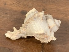 Murice Murex Conchiglia Da Collezione Anni 70