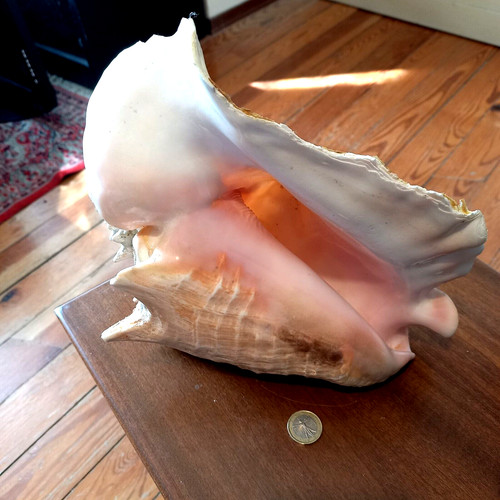 Conchiglia ocean shell caraibi - shell,