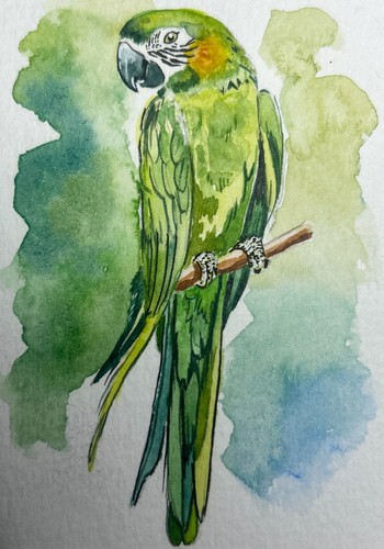 Originale aceo pappagallo - aceo,