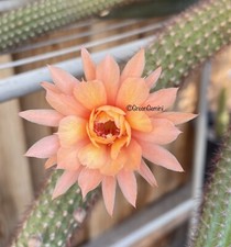 Hildewintera HUMKES ROSCHEN
