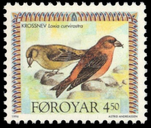 Faroe islands 300 crossbill - faroe,