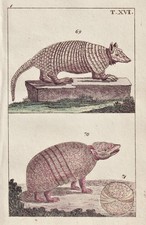 Pangolino Schuppentier Incisione In Rame Wilhelm 1800 316358