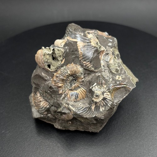 Quenstedticeras ammonite - quenstedticeras,