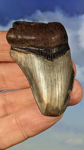 Megalodon shark fossil tooth - megalodon,
