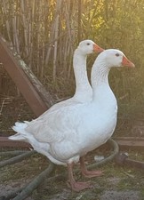  Uova Feconde Oca Romagnola