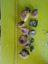 Mega Lotto Ammoniti Giurassico Monte Baldo