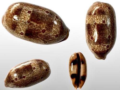 Cypraea argus major samar - cypraea, major,