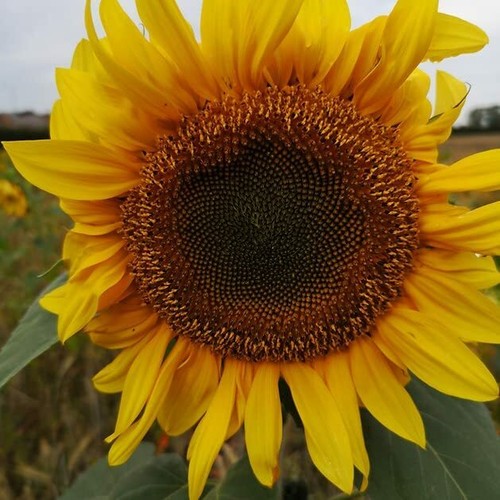 Sacchetto con cerniera giallo