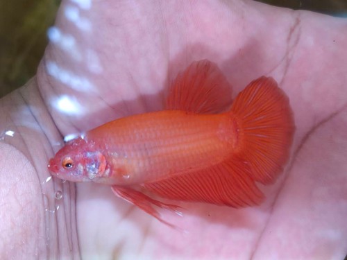 Live betta fish giant bigsize - betta,