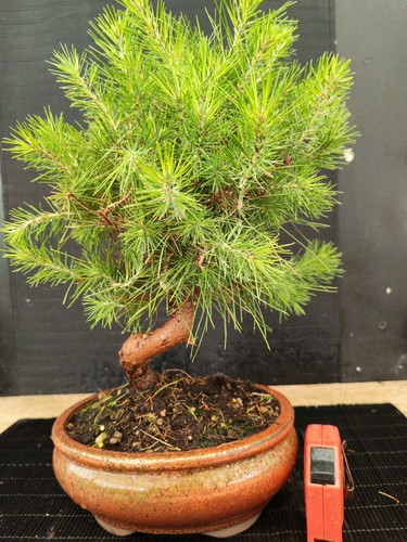 Bonsai pino halpensis - bonsai, 38